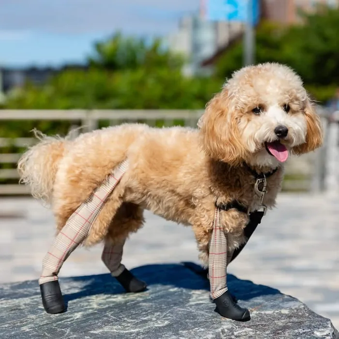 Deluxe Dog Boot Leggings