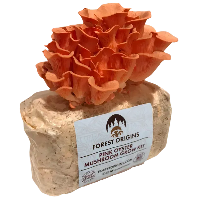 Forest Origins Pink Oyster Mushroom Grow Kit